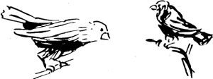 How to Find Water - Finding Water - Wilderness Survival - Finches