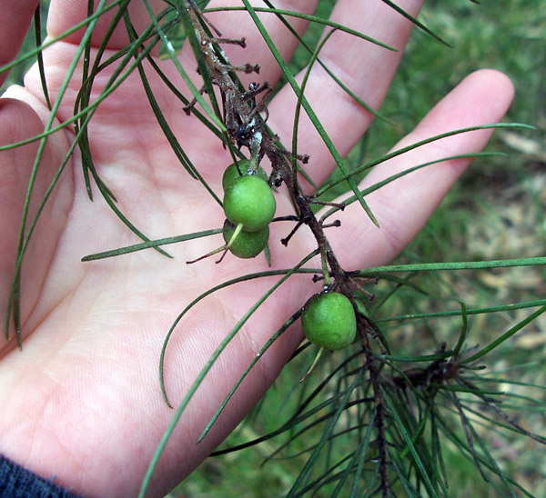 Persoonia linearis - Narrow-leaved Geebung Persoonia linearis - Narrow-leaved Geebung