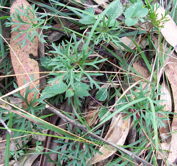 Trachymene incisa - Wild Parsnip Trachymene incisa - Wild Parsnip