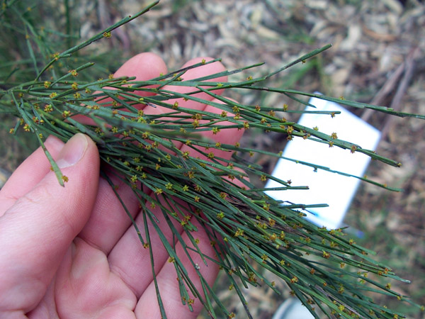 Exocarpus stricta - Native Cherry Exocarpus stricta - Native Cherry