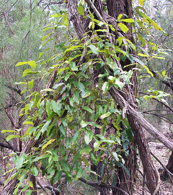 Parsonsia straminea - Common Silkpod Parsonsia straminea - Common Silkpod