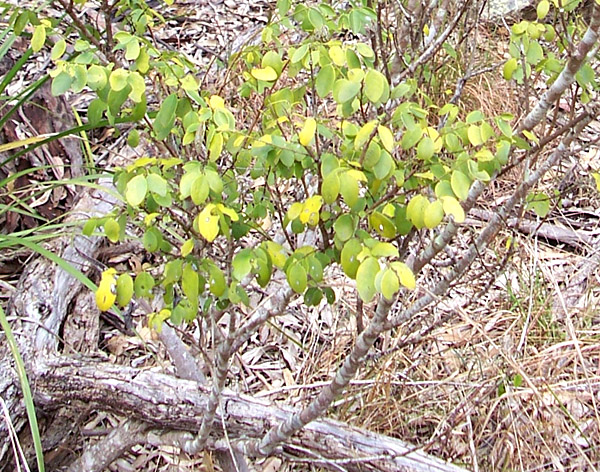 Breynia oblongifolia - Coffee Bush Breynia oblongifolia - Coffee Bush