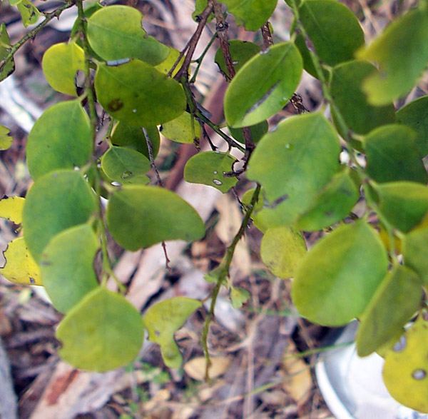 Breynia oblongifolia - Coffee Bush Breynia oblongifolia - Coffee Bush