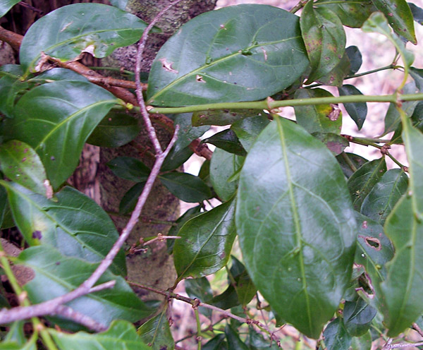 Morinda jasminoides - Sweet Morinda Morinda jasminoides - Sweet Morinda