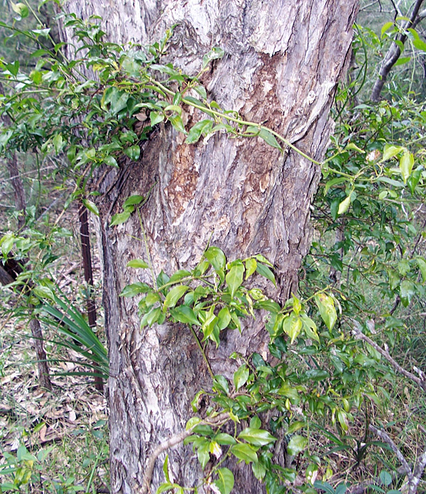 Morinda jasminoides - Sweet Morinda Morinda jasminoides - Sweet Morinda