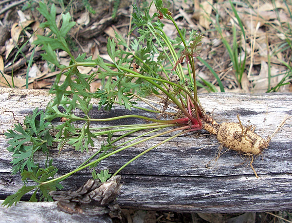 Trachymene incisa - Wild Parsnip Trachymene incisa - Wild Parsnip