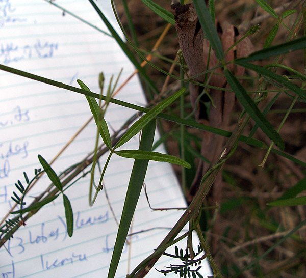 Bush Tucker Plant Quiz, Question 4 - Can you identify this plant?