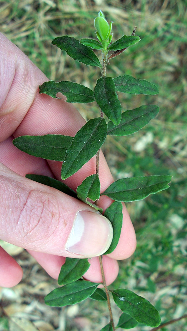 Billardiera scandens - Apple Berry Billardiera scandens - Apple Berry