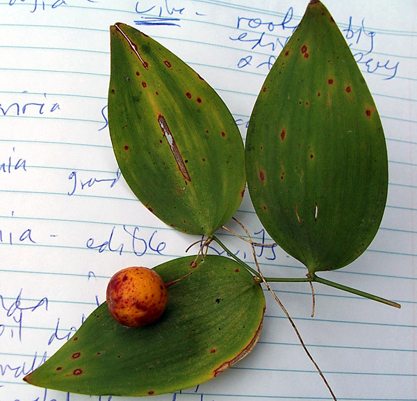 Eustrephus latifolius - Wombat Berry Eustrephus latifolius - Wombat Berry