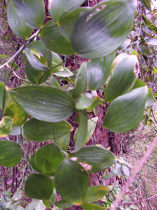 Eustrephus latifolius - Wombat Berry Eustrephus latifolius - Wombat Berry