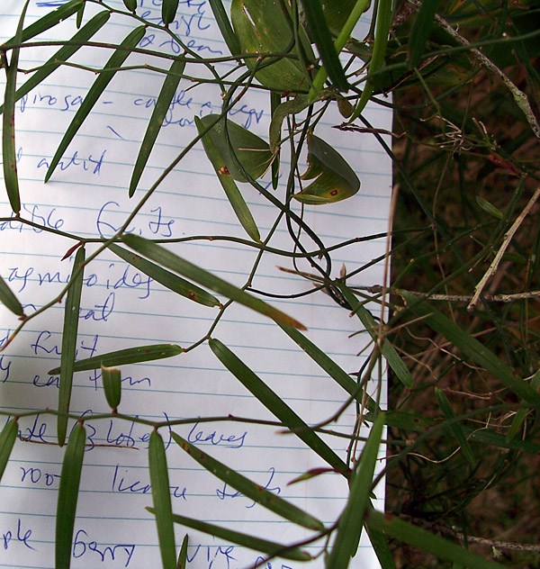 Geitonoplesium cymosum - Scrambling Lily Geitonoplesium cymosum - Scrambling Lily