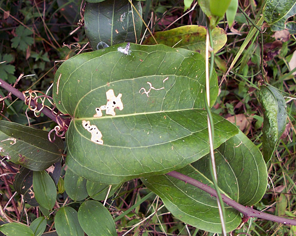 Smilax - Native Sarsaparilla Smilax - Native Sarsaparilla