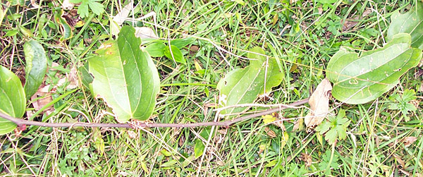 Bush Tucker Plant Quiz, Question 8 - Can you identify this plant?
