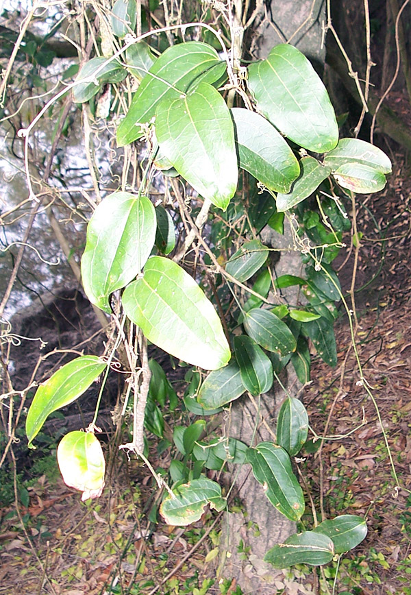 Smilax australis - Native Sarsaparilla Smilax australis - Native Sarsaparilla