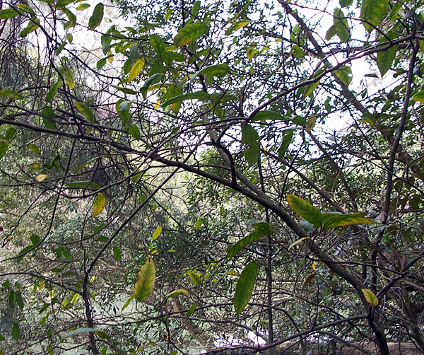 Ficus coronata - Sandpaper Fig Ficus coronata - Sandpaper Fig