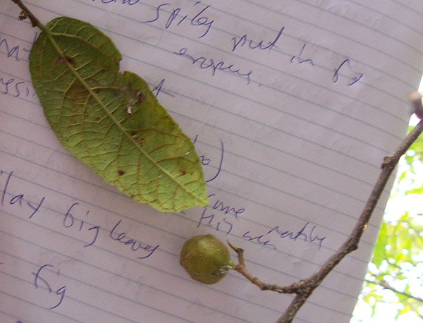Ficus coronata - Sandpaper Fig Ficus coronata - Sandpaper Fig