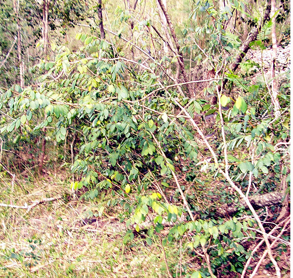 Bush Tucker Plant Quiz, Question 7 - Can you identify this plant?