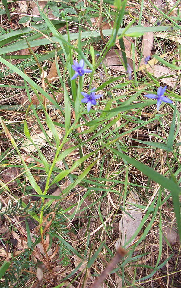 Stypandra glauca - Nodding Blue Lily Stypandra glauca - Nodding Blue Lily