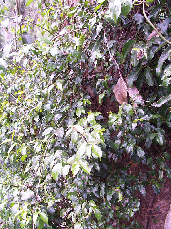 Bush Tucker Plant Quiz, Question 2 - Can you identify this plant?