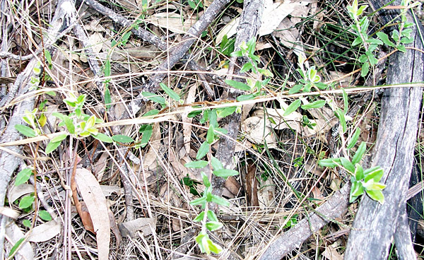 Bush Tucker Plant Quiz, Question 5 - Can you identify this plant?