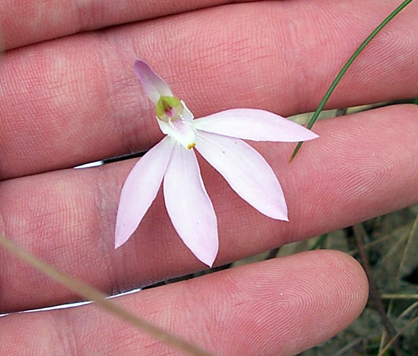 Caladenia catenata - White Fingers Caladenia catenata - White Fingers