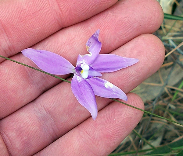 Glossodia major - Waxlip Orchid Glossodia major - Waxlip Orchid