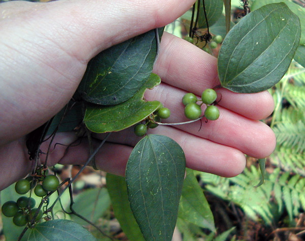 Smilax glyciphylla - Native Sarsaparilla Smilax glyciphylla - Native Sarsaparilla