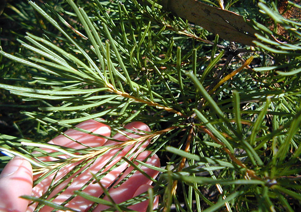 Banksia spinulosa - Hairpin Banksia Banksia spinulosa - Hairpin Banksia