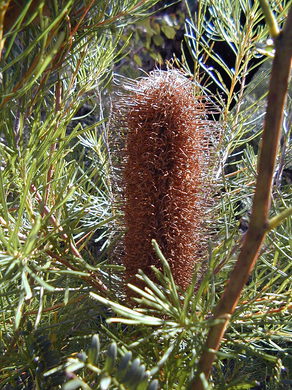 Banksia spinulosa - Hairpin Banksia Banksia spinulosa - Hairpin Banksia