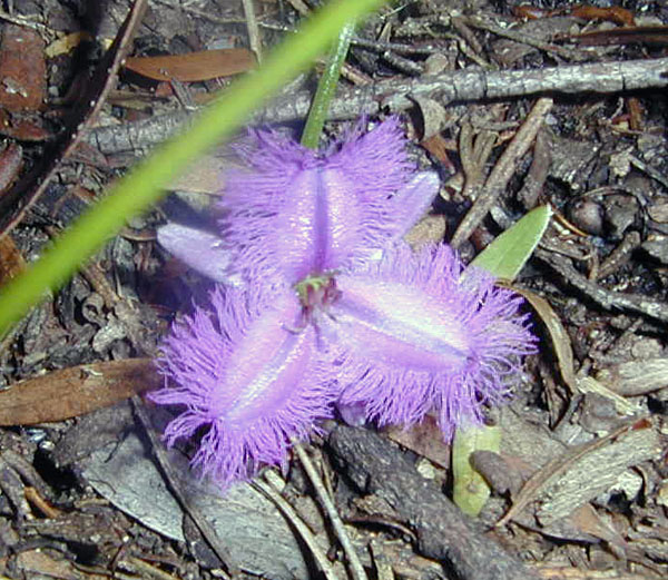 Thysanotus tuberosus - Common Fringed Lily Thysanotus tuberosus - Common Fringed Lily