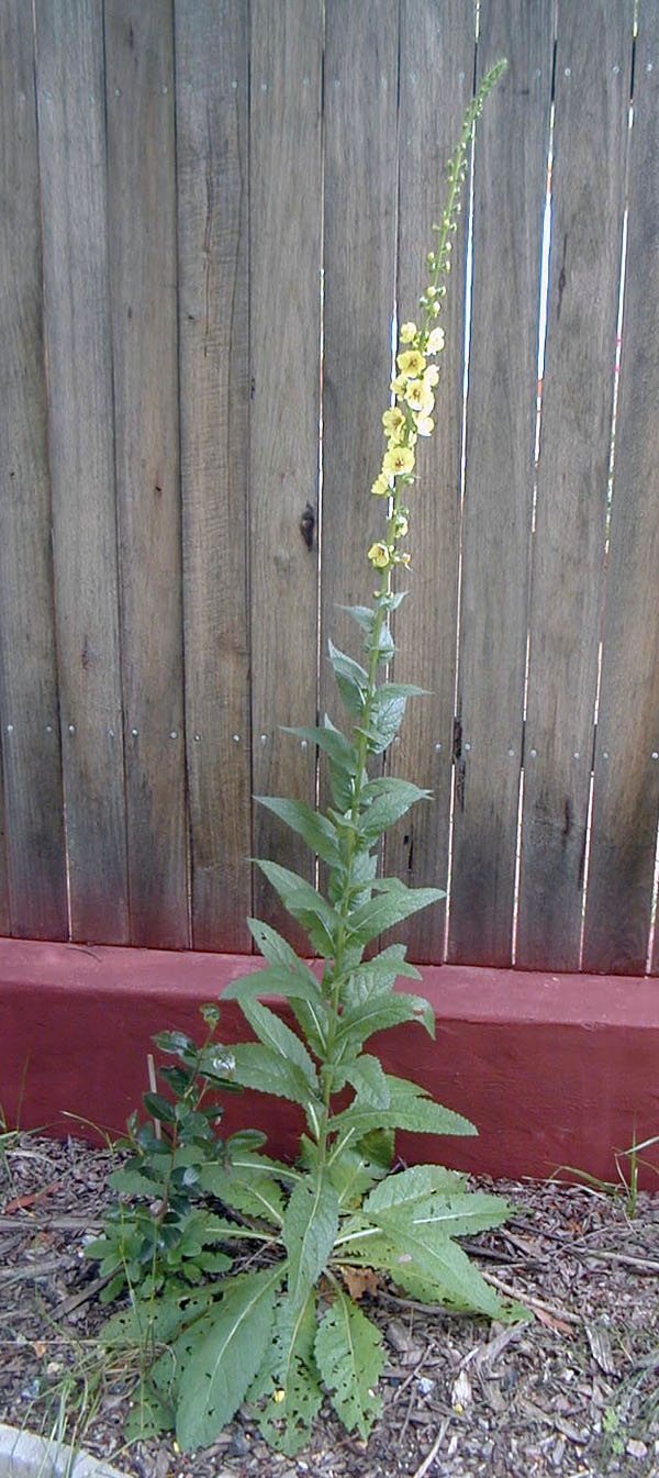 Verbascum virgatum - Twiggy Mullein Verbascum virgatum - Twiggy Mullein