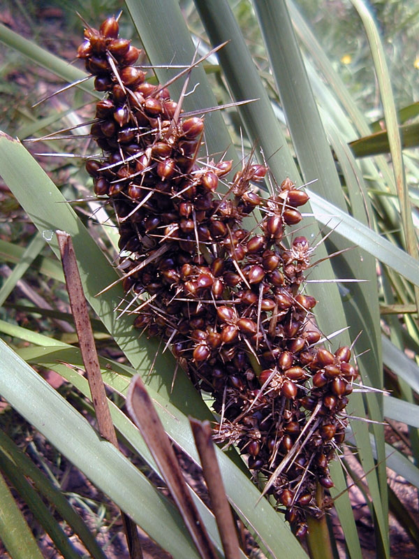 Lomandra longifolia - Mat Rush Lomandra longifolia - Mat Rush