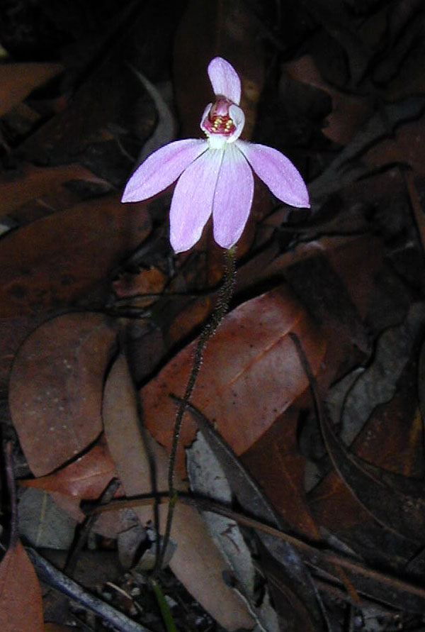 Caladenia carnea - Pink Fingers Caladenia carnea - Pink Fingers