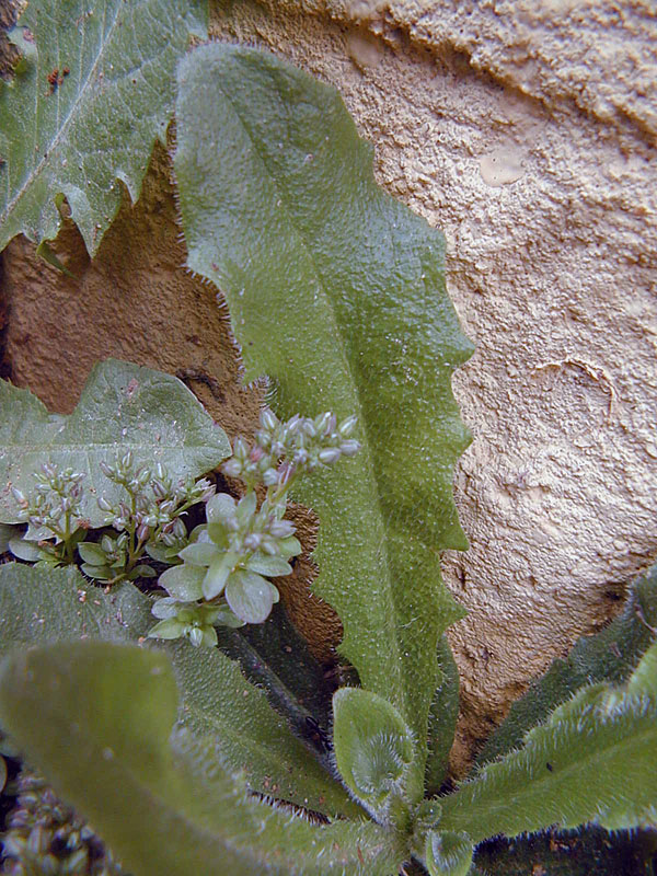 Hypochaeris radicata - Catsears Hypochaeris radicata - Catsears