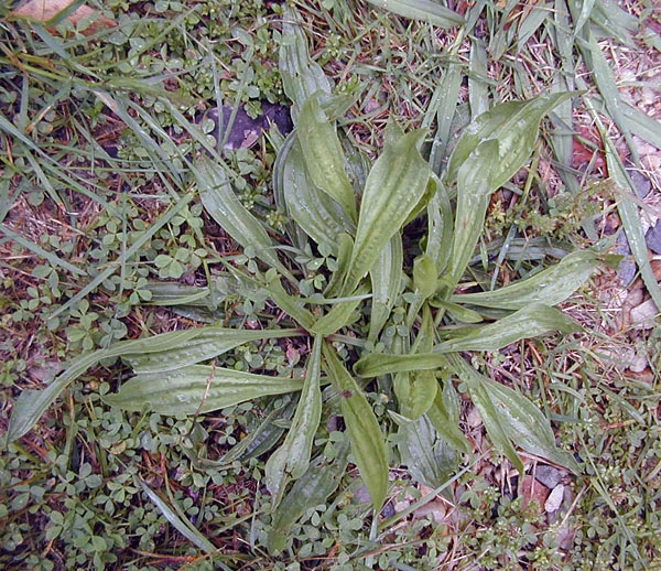 Plantago lancolata - Ribwort Plantain Plantago lancolata - Ribwort Plantain