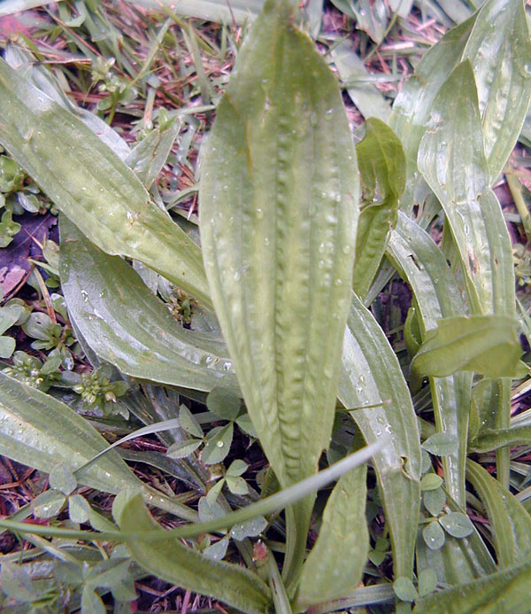 Plantago lancolata - Ribwort Plantain Plantago lancolata - Ribwort Plantain