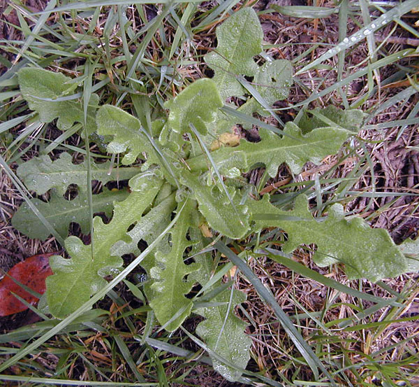 Hypochaeris radicata - Catsears Hypochaeris radicata - Catsears