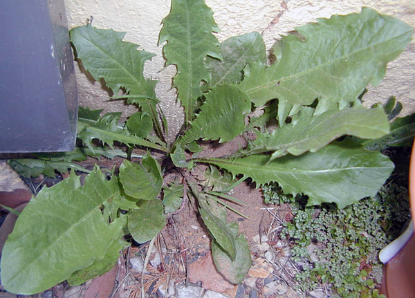 Taraxacum officinale - Dandelion Taraxacum officinale - Dandelion