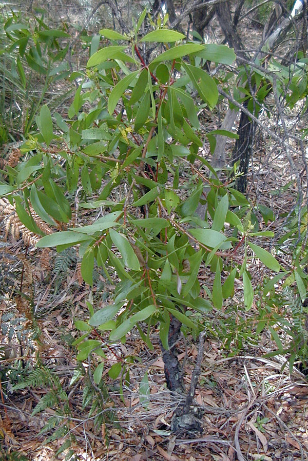 Bush Tucker Plant Quiz, Question 9 - Can you identify this plant?