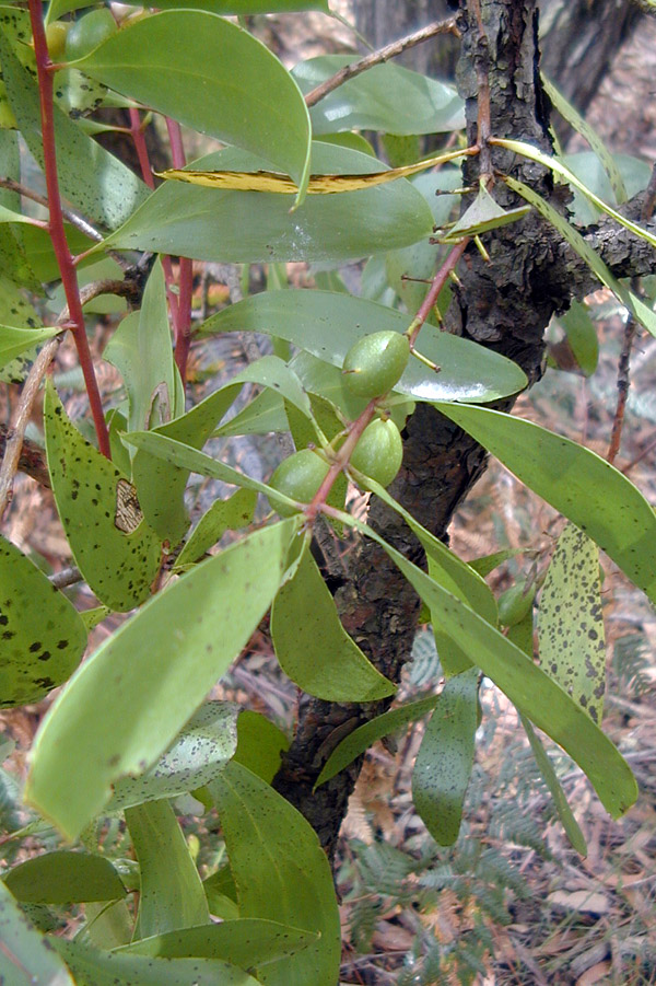 Bush Tucker Plant Quiz, Question 2 - Can you identify this plant?