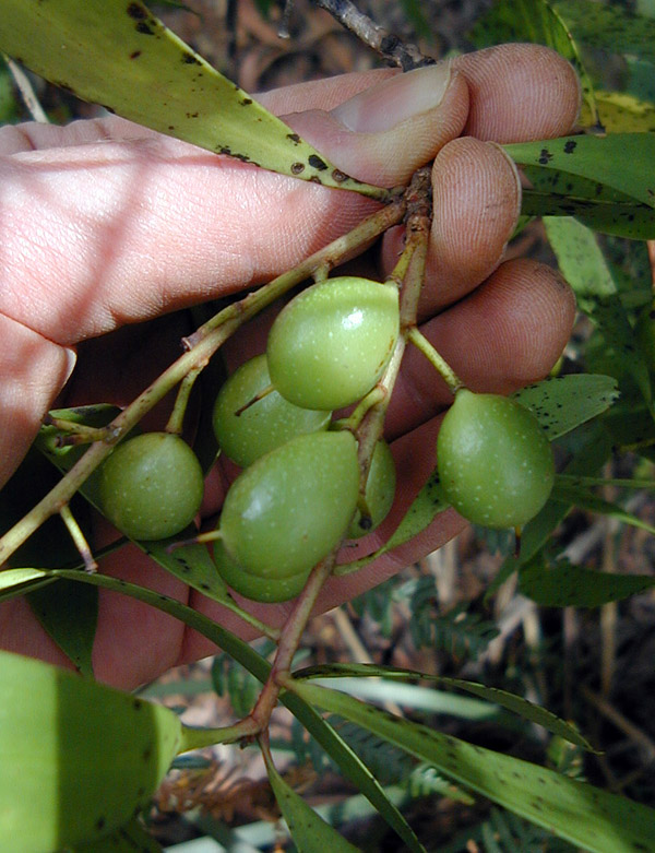 Bush Tucker Plant Quiz, Question 6 - Can you identify this plant?