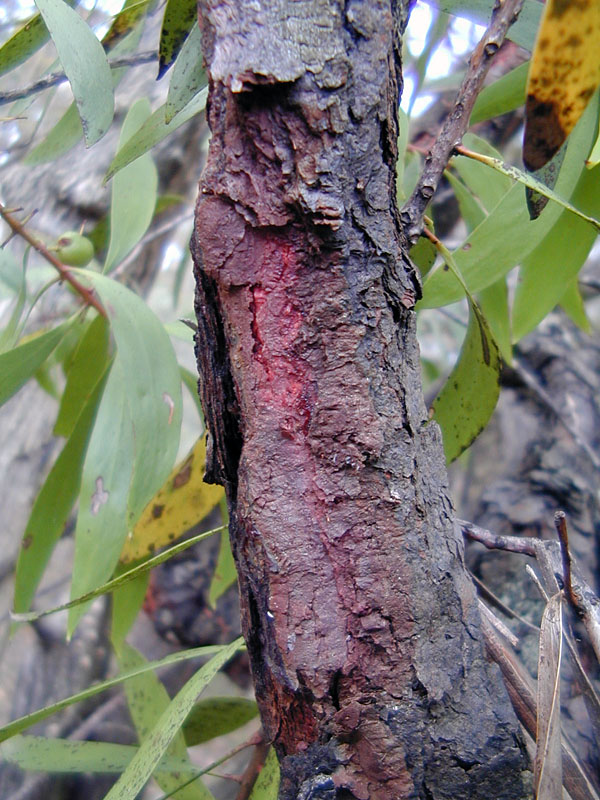 Bush Tucker Plant Quiz, Question 6 - Can you identify this plant?