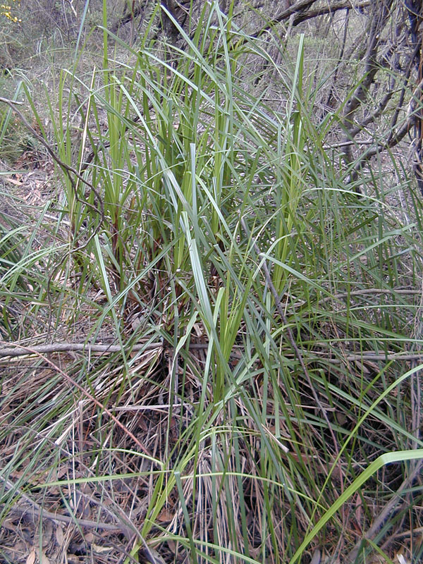 Gahnia - Swordgrass Gahnia - Swordgrass