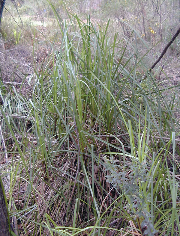 Gahnia - Swordgrass Gahnia - Swordgrass