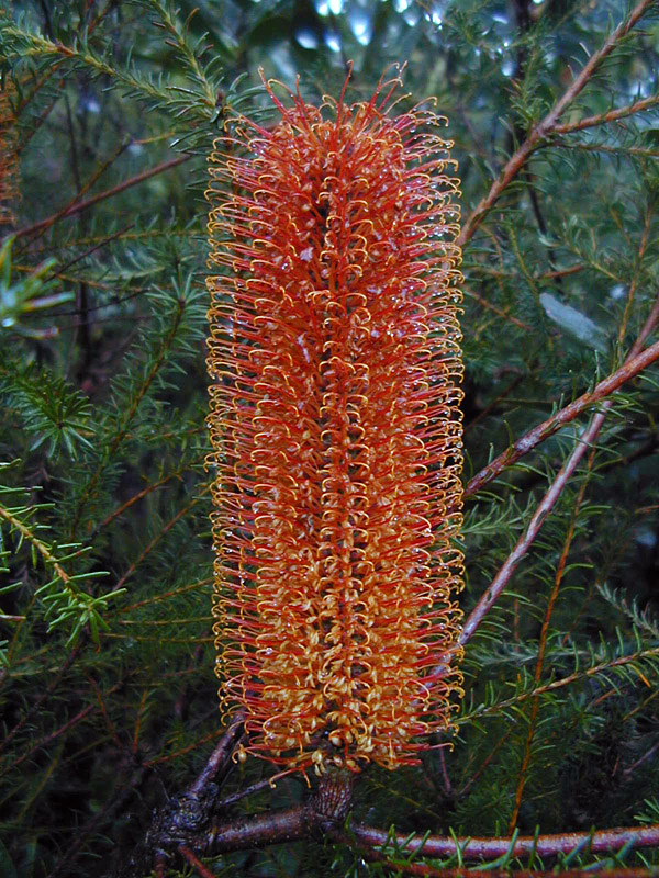 Banksia spinulosa - Hairpin Banksia Banksia spinulosa - Hairpin Banksia