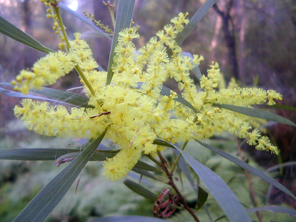 Acacia longifolia - Sydney Golden Wattle Acacia longifolia - Sydney Golden Wattle