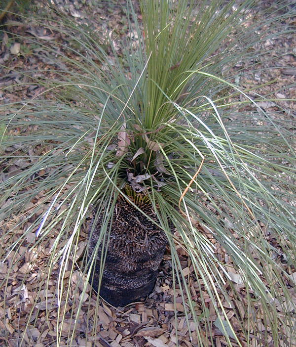 Xanthorrhoea - Grass Tree Xanthorrhoea - Grass Tree