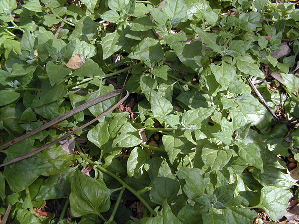 Tetragonia Tetragonoides - New Zealand Spinach Tetragonia Tetragonoides - New Zealand Spinach
