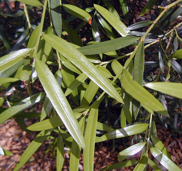 Bush Tucker Plant Quiz, Question 6 - Can you identify this plant?