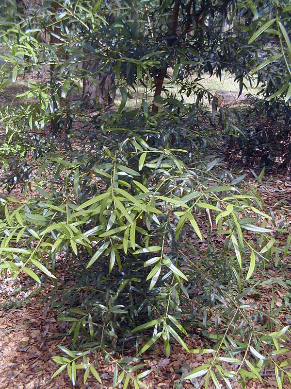 Bush Tucker Plant Quiz, Question 6 - Can you identify this plant?